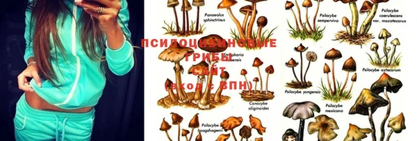 стаф Абдулино